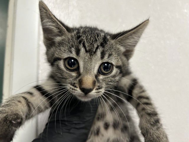 A589124 - Domestic Short Hair available for adoption