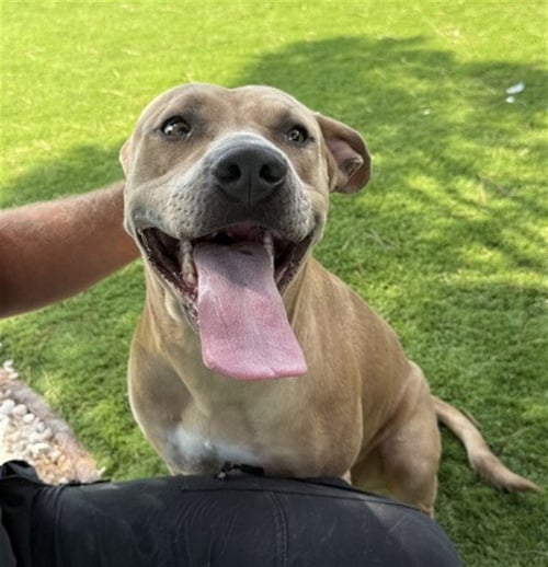 SADIE - Pit Bull Terrier available for adoption