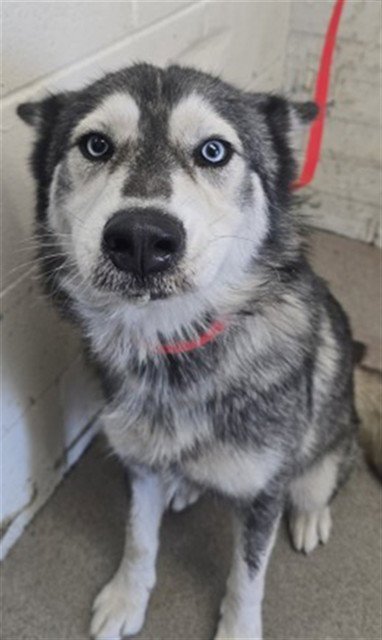 MIRRIAN - Siberian Husky available for adoption