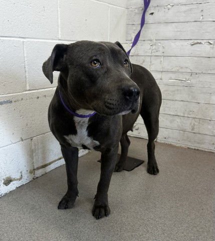 GIA - Pit Bull Terrier available for adoption