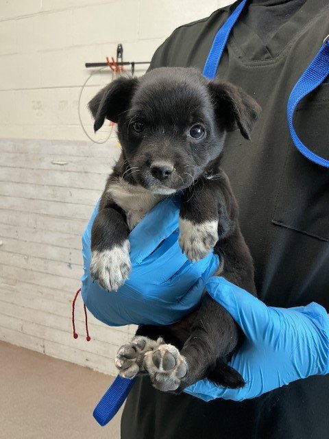 NINA - Boxer / Labrador Retriever available for adoption