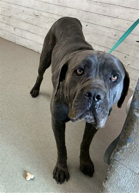 CORA - Cane Corso Mastiff available for adoption
