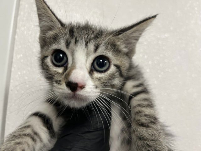 A589122 - Domestic Short Hair available for adoption