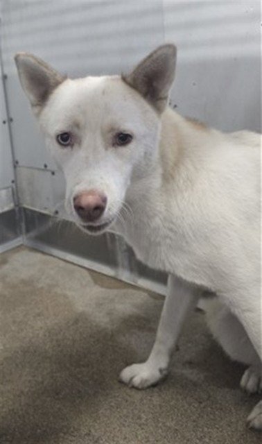 LORRAINE - Siberian Husky available for adoption