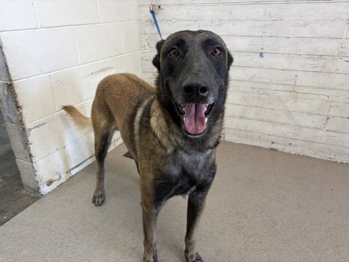 MURPHY - Belgian Shepherd Malinois / German Shepherd Dog available for adoption