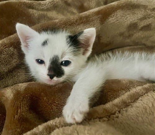 TIM - Domestic Short Hair available for adoption