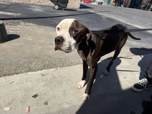 CHAPPIE - Pit Bull Terrier available for adoption