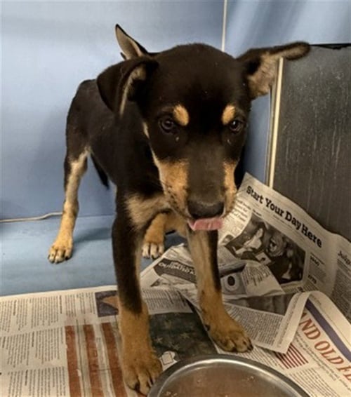 RICARDO - German Shepherd Dog available for adoption