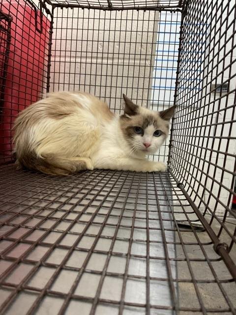 KIT-KAT - Domestic Medium Hair available for adoption