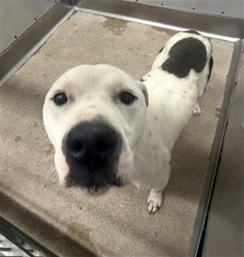 HAPPY - Pit Bull Terrier available for adoption