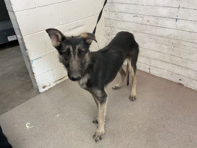 DENVER - German Shepherd Dog available for adoption