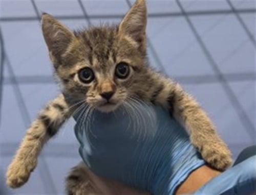 CURLY - Domestic Short Hair available for adoption