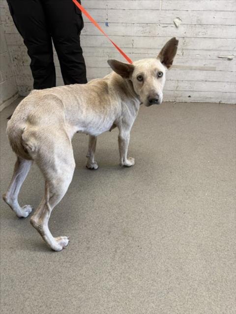 ADELINA - Belgian Shepherd Malinois available for adoption