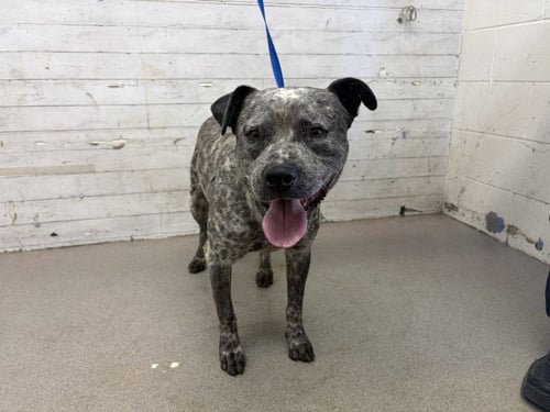 PINTO - Pit Bull Terrier available for adoption