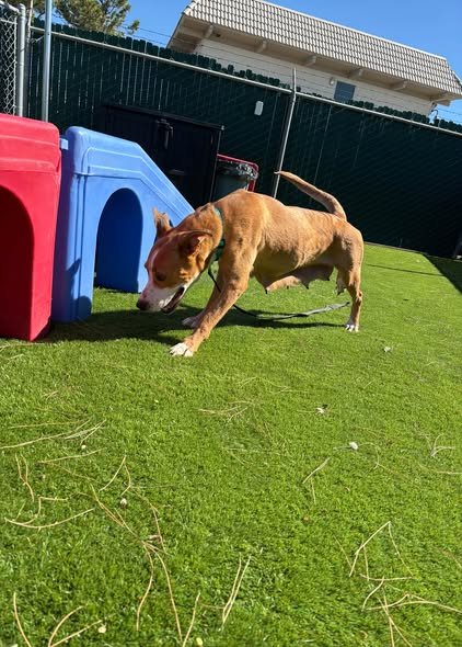 ABBY - Labrador Retriever available for adoption