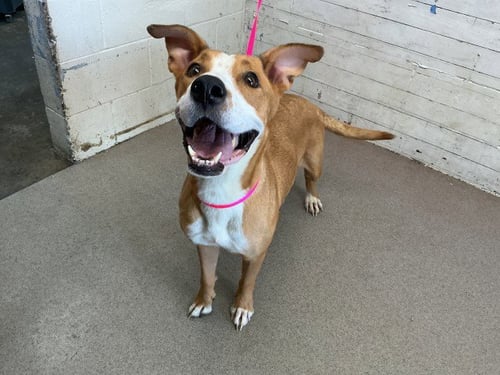 ABBY - Labrador Retriever available for adoption