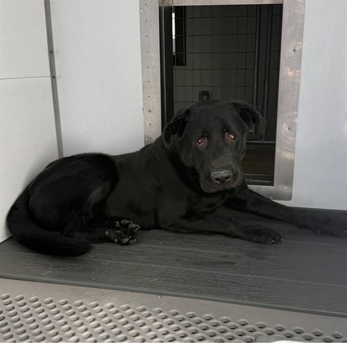 BUDIE - Labrador Retriever available for adoption
