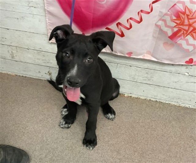 SAMMIE - Pit Bull Terrier available for adoption