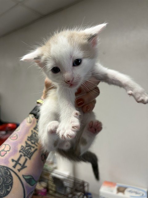 A592743 - Domestic Medium Hair available for adoption