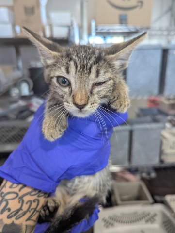 PABLO - Domestic Short Hair available for adoption