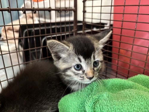 POTSTICKER - Domestic Short Hair available for adoption