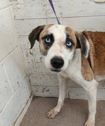 DIXIE - Beagle / Siberian Husky available for adoption