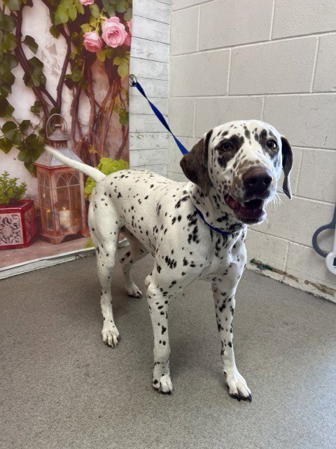 LEXY - Dalmatian available for adoption