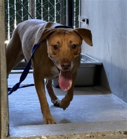 MARIGOLD - Beagle / Pit Bull Terrier available for adoption