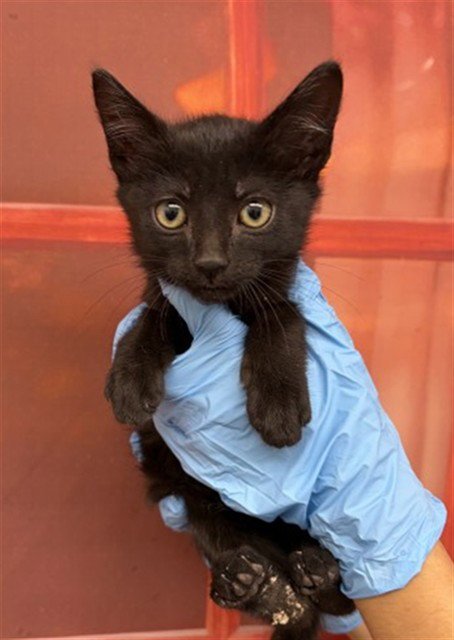 SIMONE - American Shorthair available for adoption