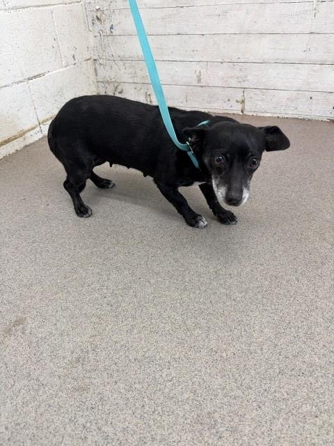 STACY - Chihuahua available for adoption