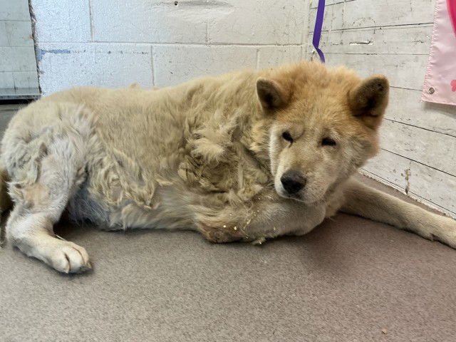 JOURNEY - Akita available for adoption