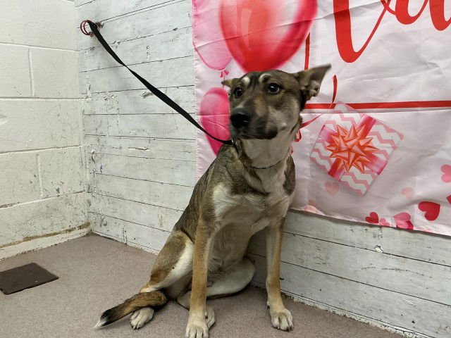 MADDY - German Shepherd Dog available for adoption