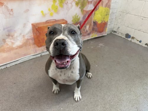 PEBBLES - Pit Bull Terrier available for adoption