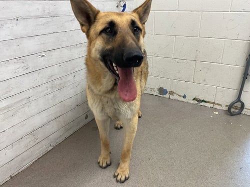 JETT - German Shepherd Dog available for adoption