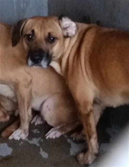 LUNA - Pit Bull Terrier available for adoption