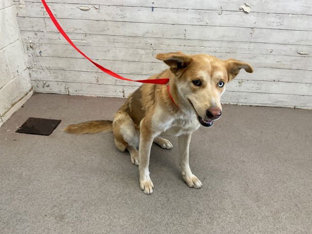 ATHENA - Siberian Husky / Belgian Shepherd Malinois available for adoption