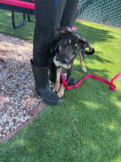 CABRALES - German Shepherd Dog available for adoption