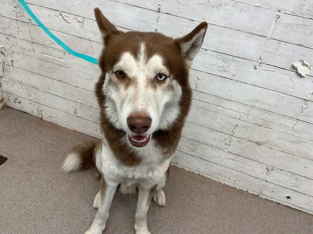 WILLY - Siberian Husky available for adoption