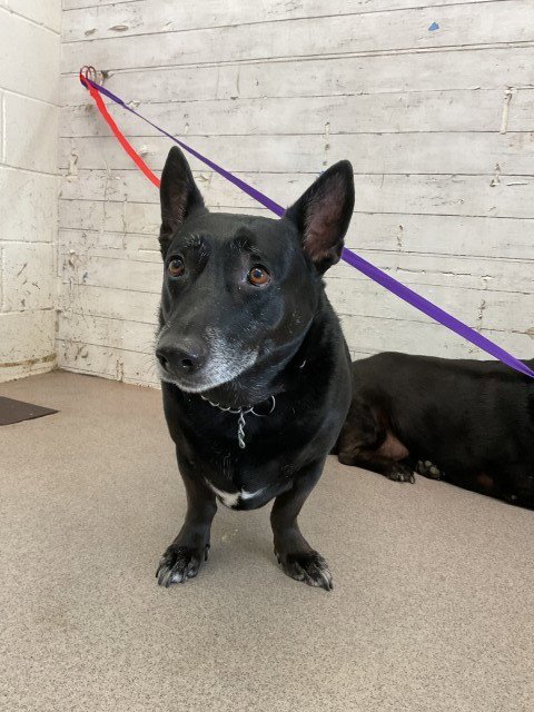 BAILEY - Cardigan Welsh Corgi available for adoption