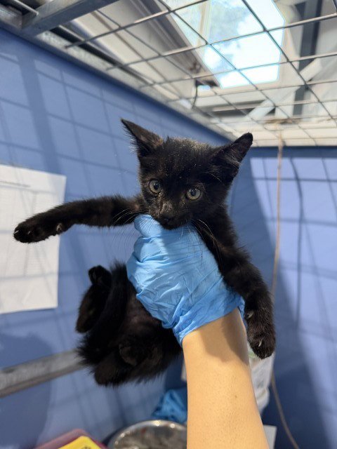 FUZZ LIGHTYEAR - Domestic Short Hair available for adoption