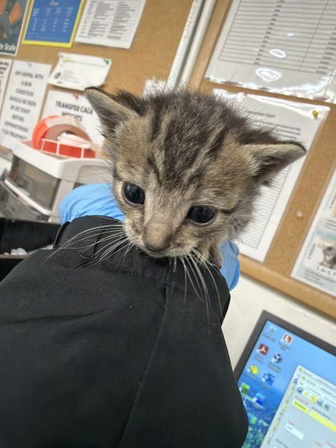 A590662 - Domestic Short Hair available for adoption