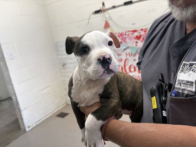 PAISLEY - American Pit Bull Terrier available for adoption