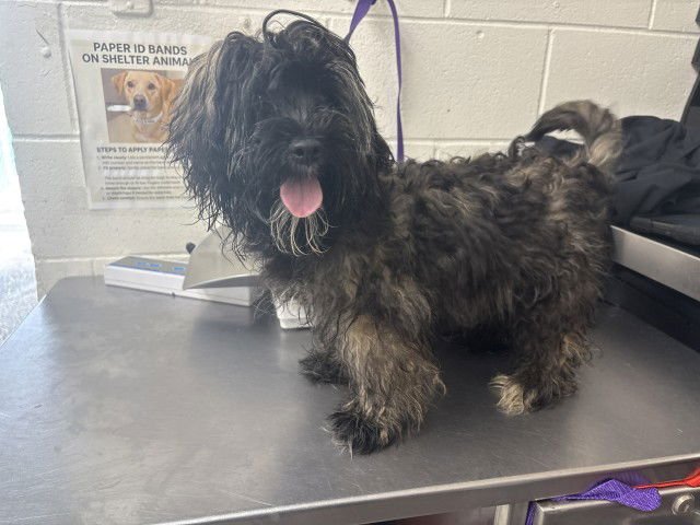 SIMBA - Tibetan Terrier available for adoption