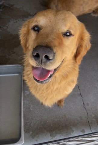 NICO - Golden Retriever available for adoption