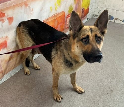 KARMA - German Shepherd Dog available for adoption