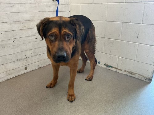C J - German Shepherd Dog / Rottweiler available for adoption