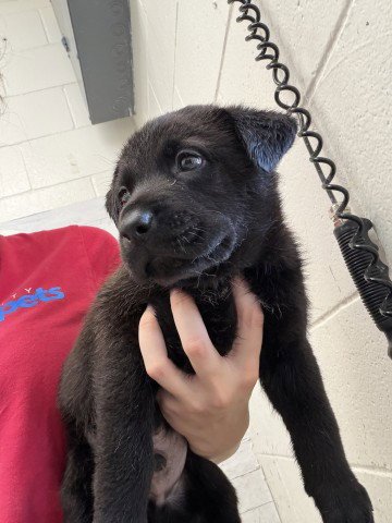 A597724 - Australian Shepherd available for adoption