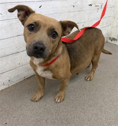 PEPPER - Chihuahua / Pit Bull Terrier available for adoption