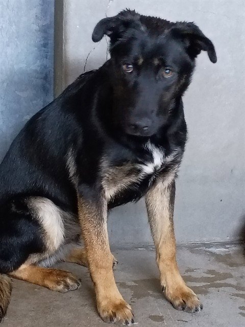 COOPER DEAN - German Shepherd Dog available for adoption