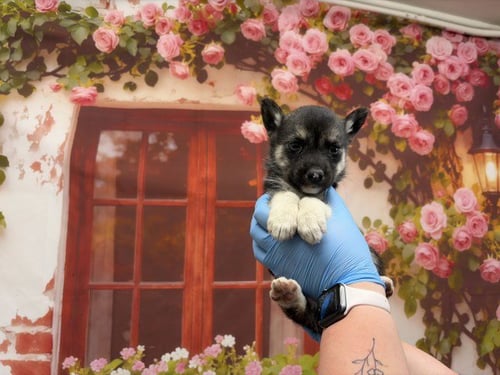 ANGELA - Belgian Shepherd Malinois available for adoption